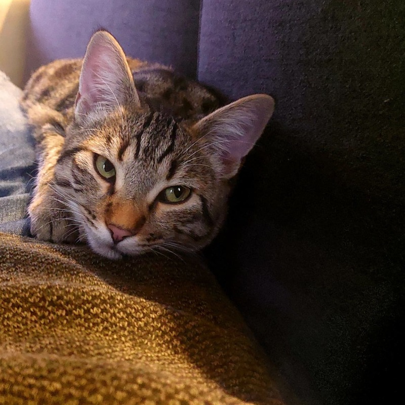 gatti adottati Le Sfigatte