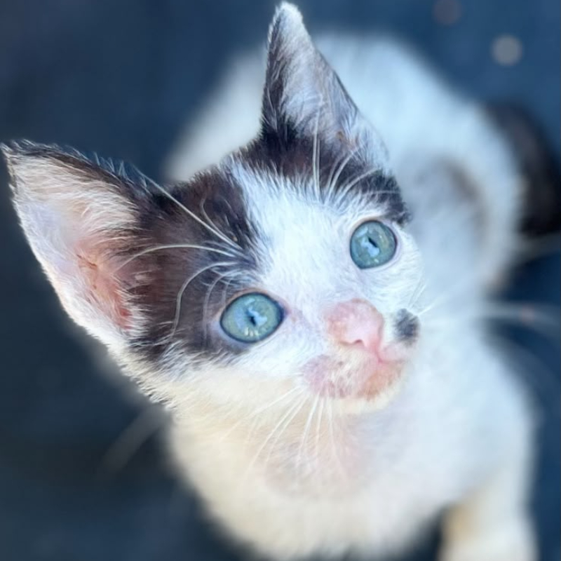 Lulù, una nuova casa, un nuovo inizio | Associazione Le Sfigatte