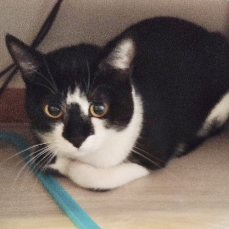 gatti adottati Le Sfigatte