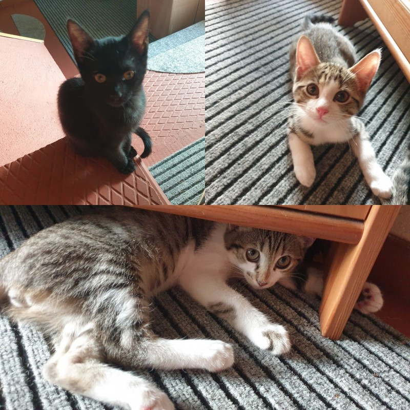 gatti adottati Le Sfigatte