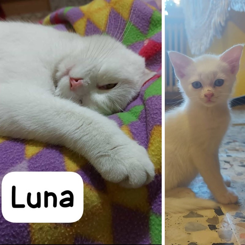 gatti adottati Le Sfigatte