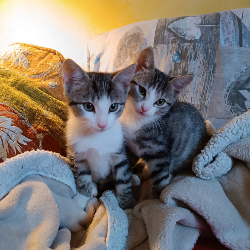 gatti adottati Le Sfigatte
