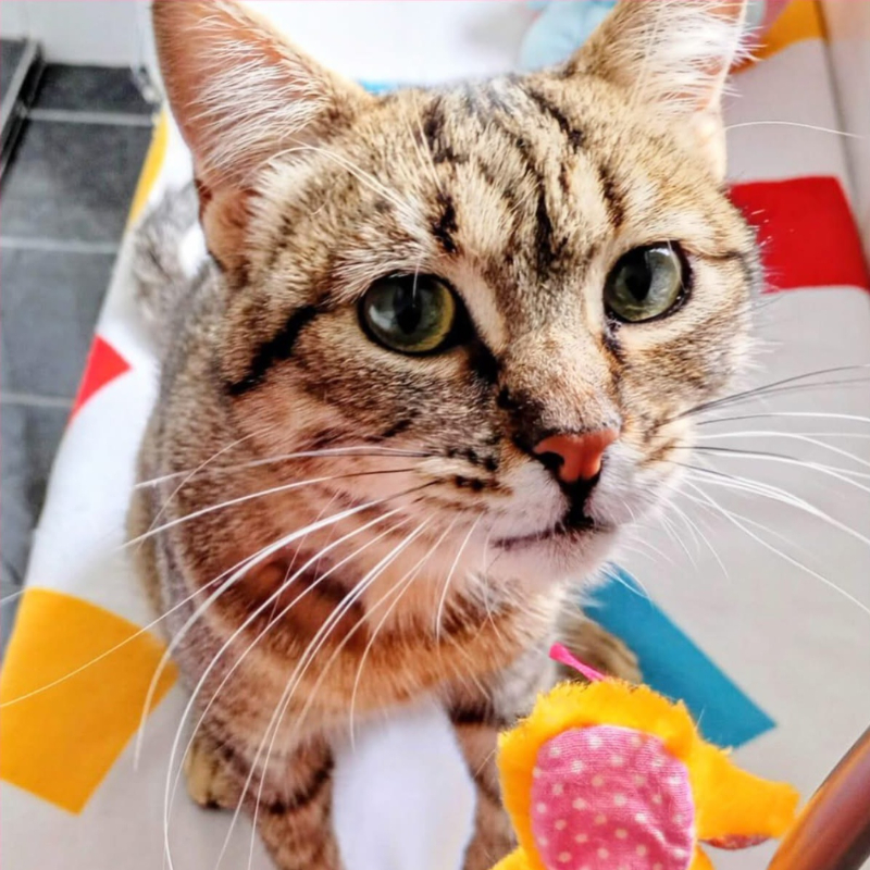 Luna, in cerca di adozione | Associazione Le Sfigatte