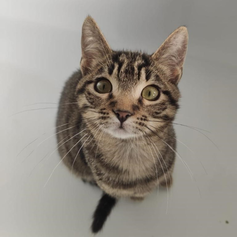 gatti adottati Le Sfigatte