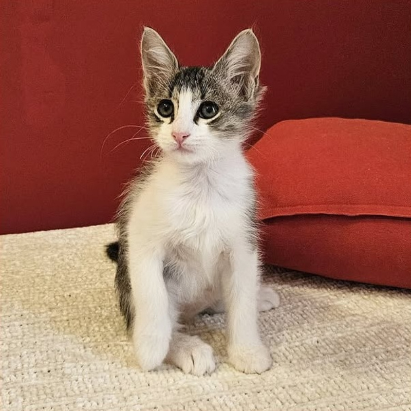 gatti adottati Le Sfigatte