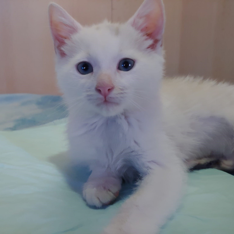gatti adottati Le Sfigatte