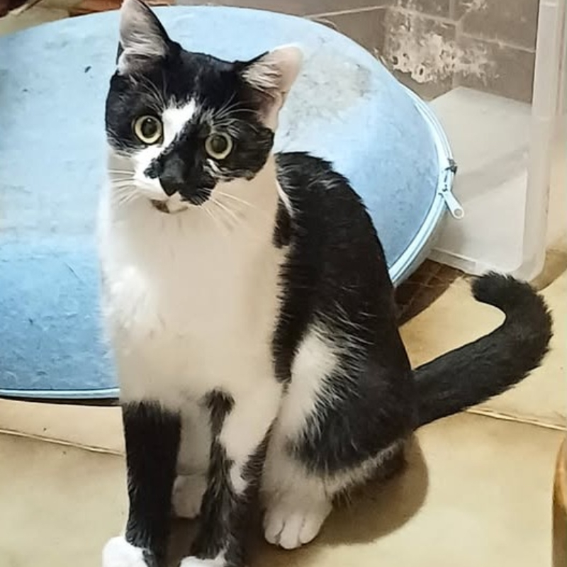 Macchia, in cerca di adozione tramite Associazione Le Sfigatte