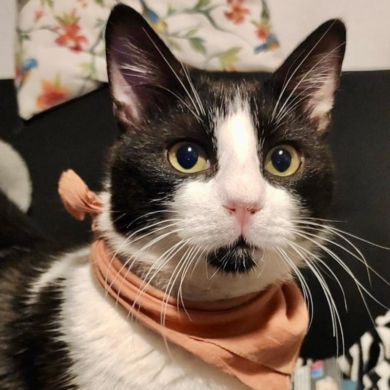 gatti adottati Le Sfigatte