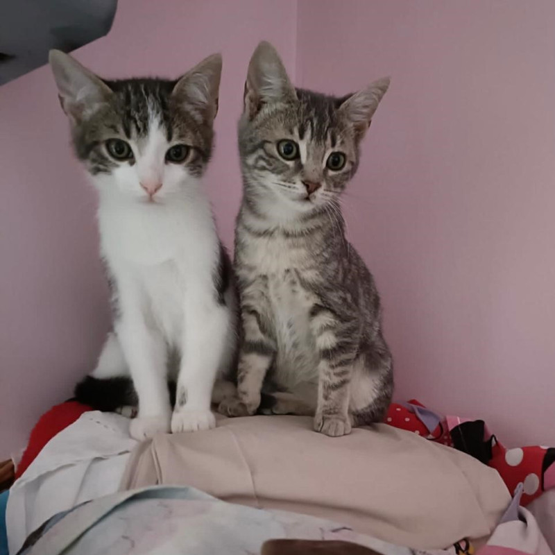 gatti adottati Le Sfigatte
