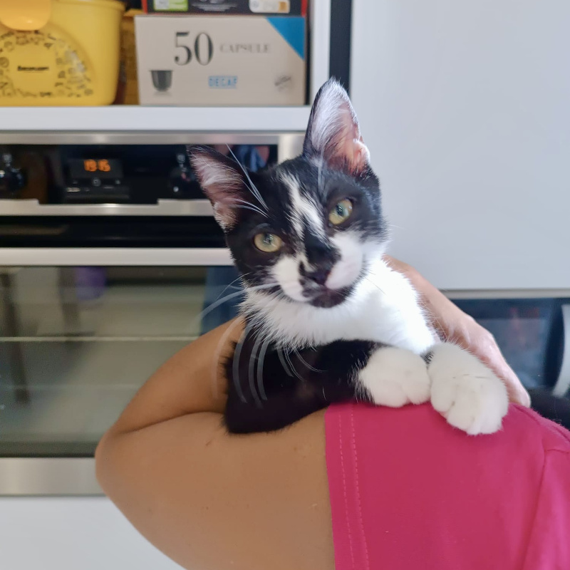 gatti adottati Le Sfigatte