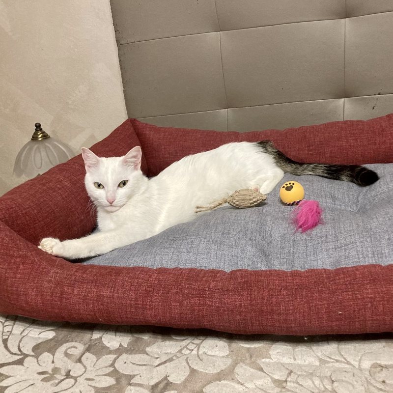 gatti adottati Le Sfigatte