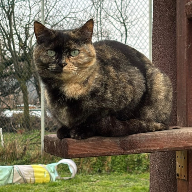 Adotta a distanza Mally | Associazione Le Sfigatte