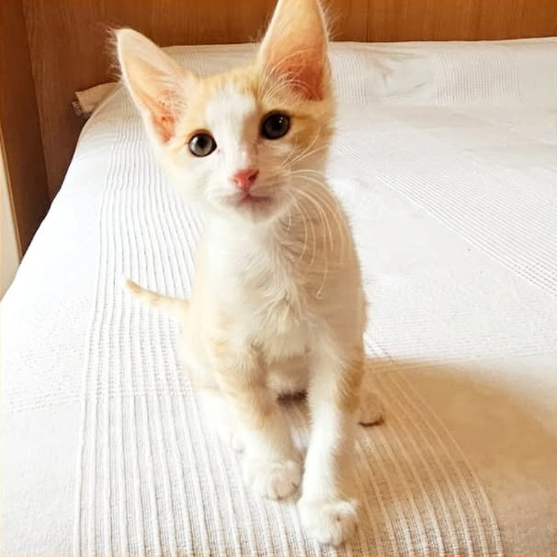 Malto, in cerca di adozione tramite Associazione Le Sfigatte