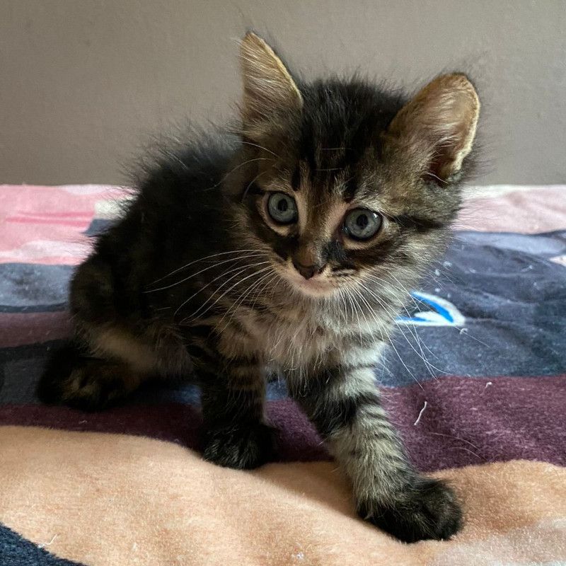 gatti adottati Le Sfigatte