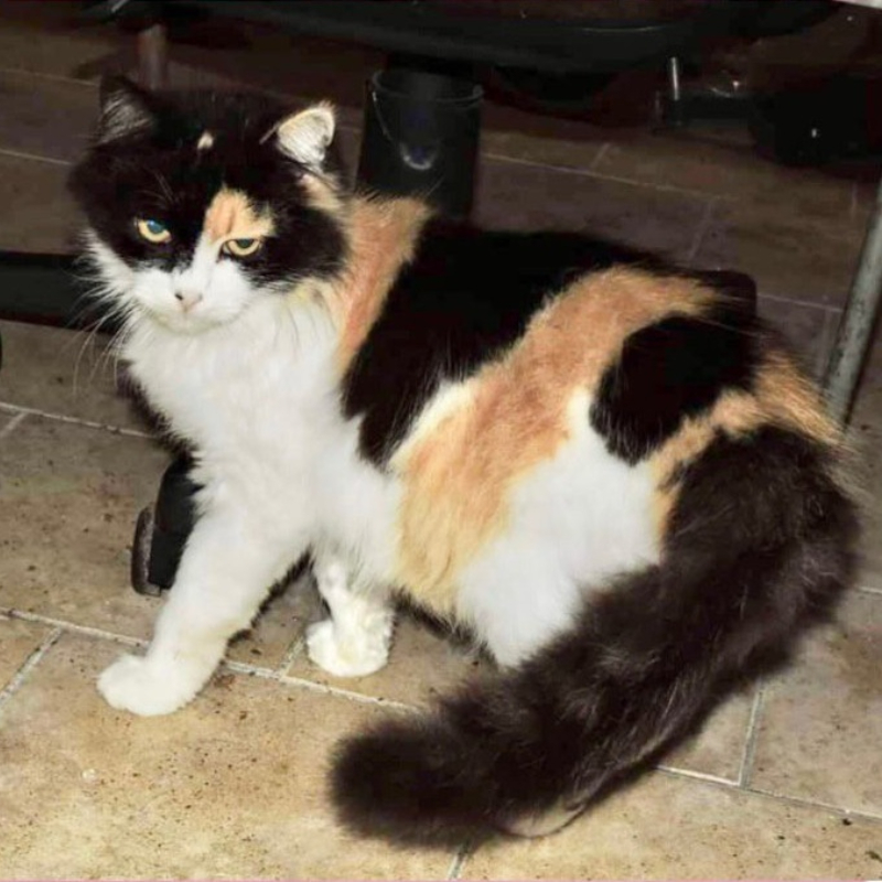 gatti adottati Le Sfigatte