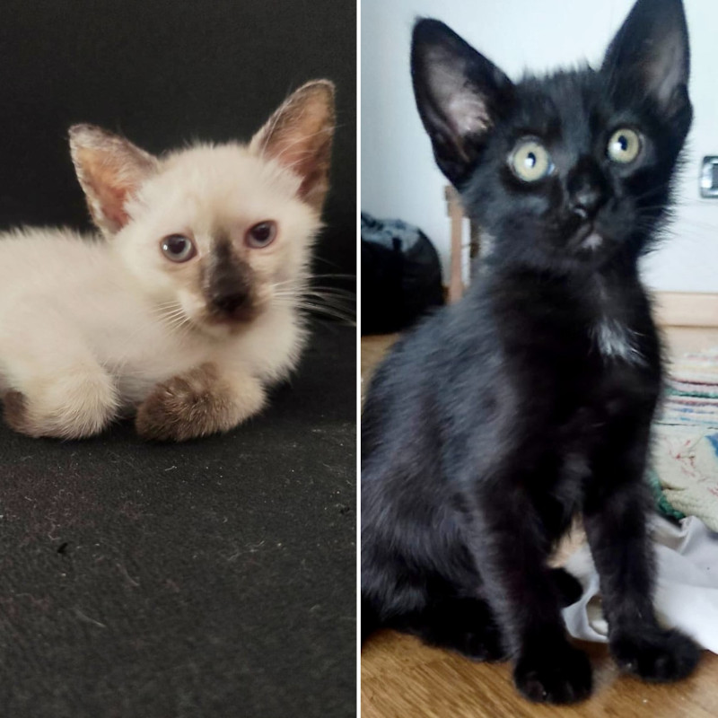 gatti adottati Le Sfigatte