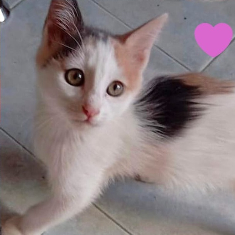 gatti adottati Le Sfigatte