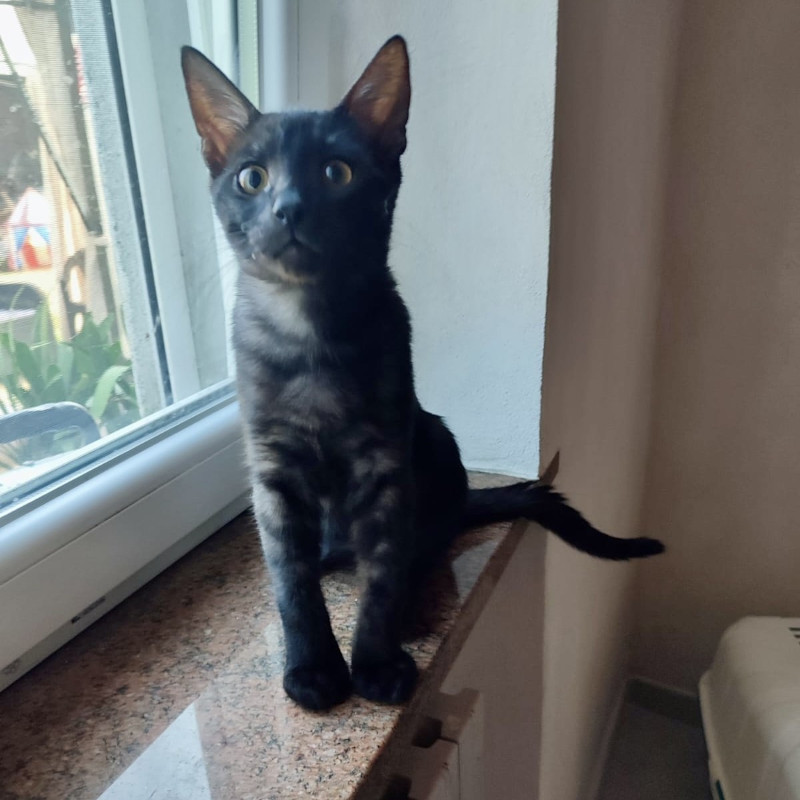 gatti adottati Le Sfigatte