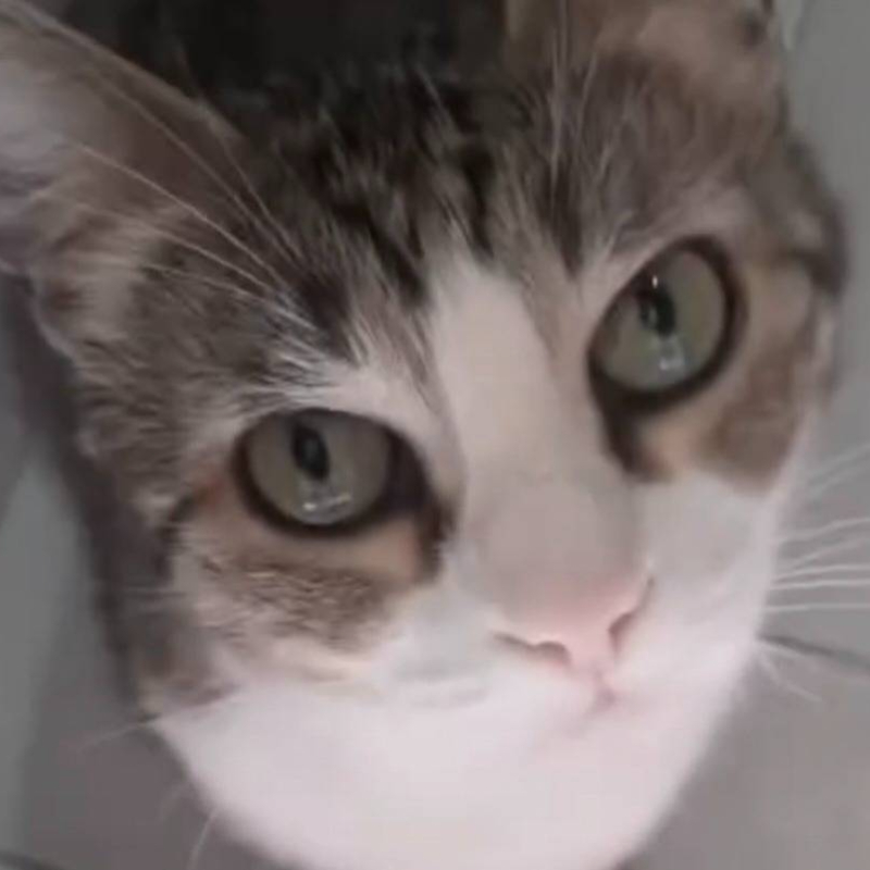 gatti da adottare Le Sfigatte