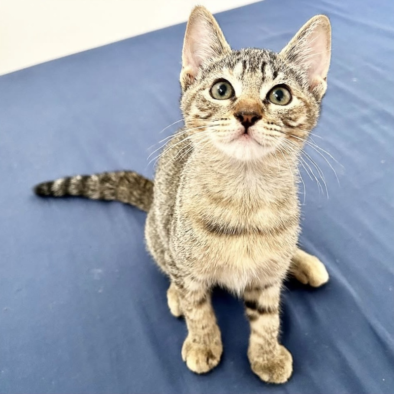 gatti adottati Le Sfigatte