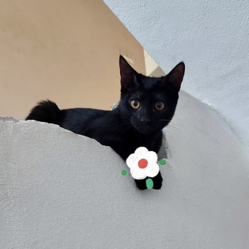 gatti adottati Le Sfigatte