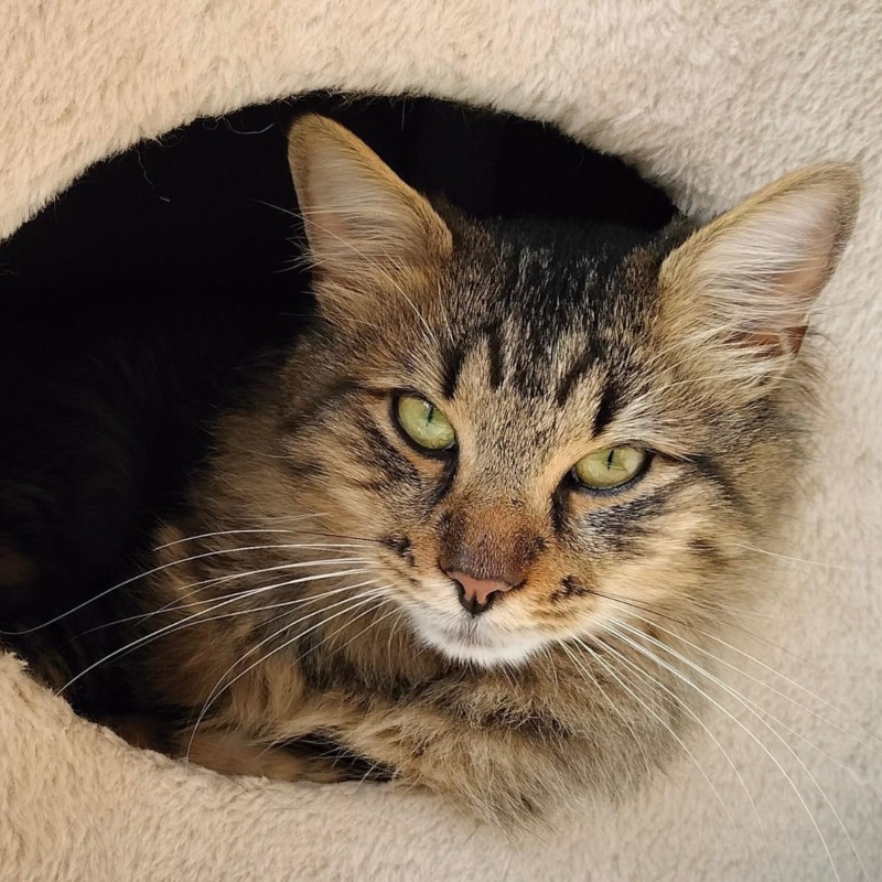 gatti adottati Le Sfigatte