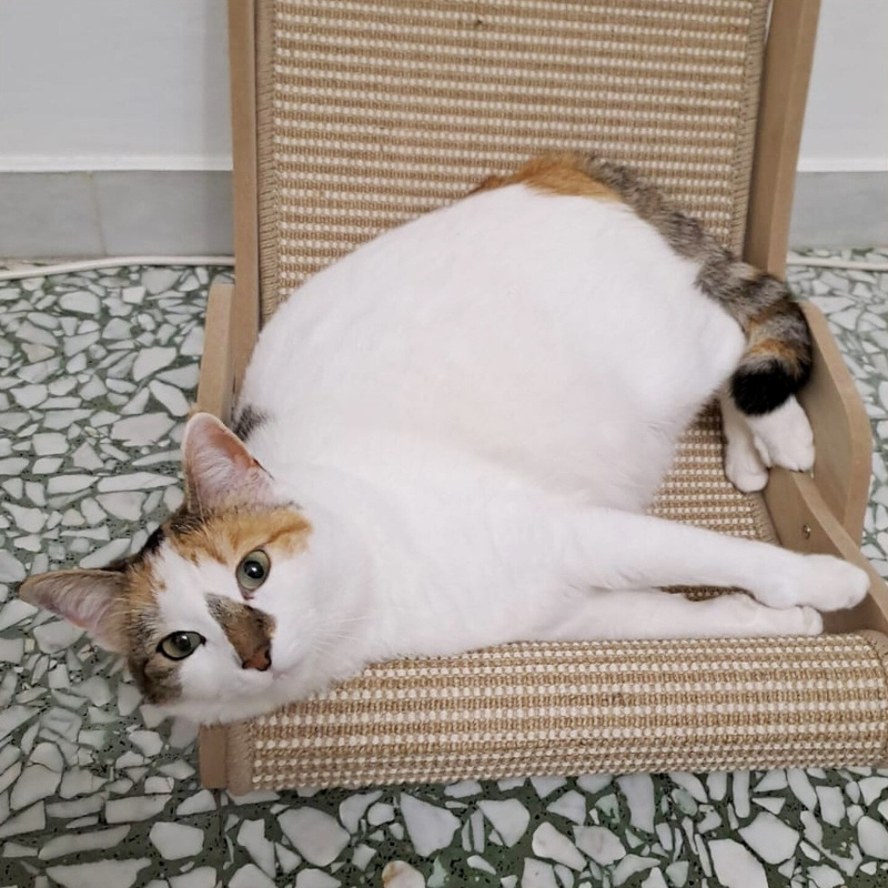 Margot, in cerca di adozione tramite Associazione Le Sfigatte