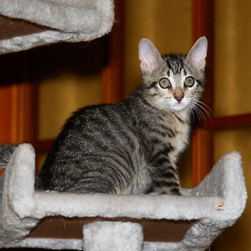gatti adottati Le Sfigatte