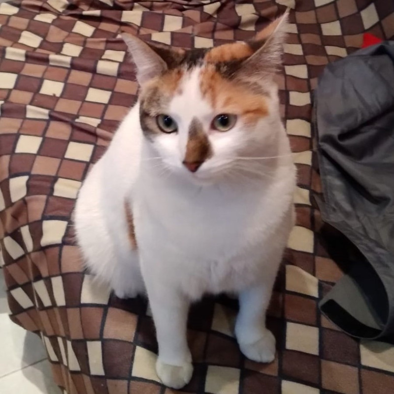 gatti adottati Le Sfigatte