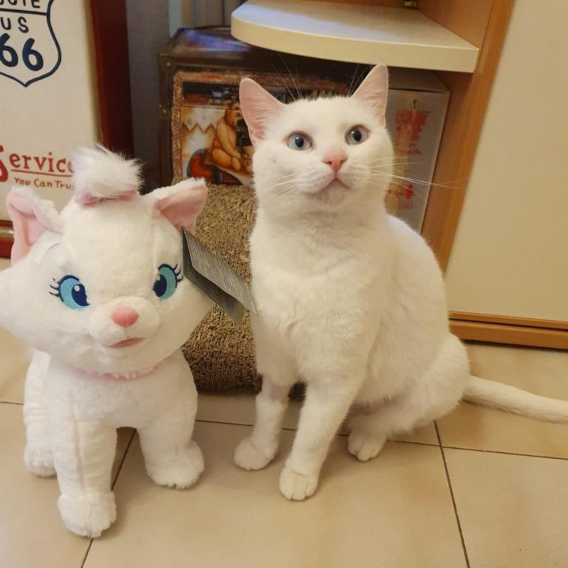 gatti adottati Le Sfigatte