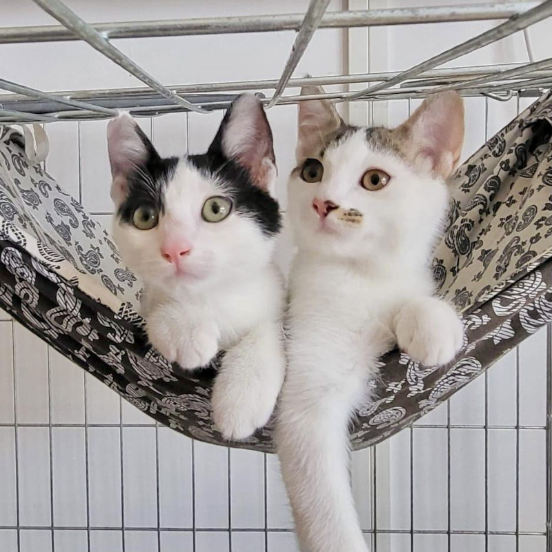 gatti adottati Le Sfigatte