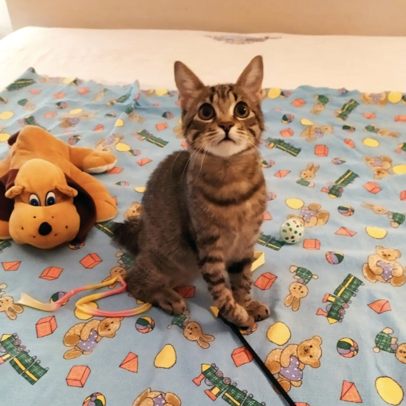 gatti adottati Le Sfigatte