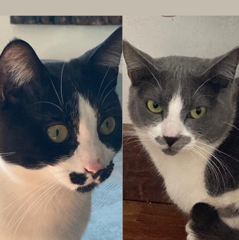 gatti adottati Le Sfigatte