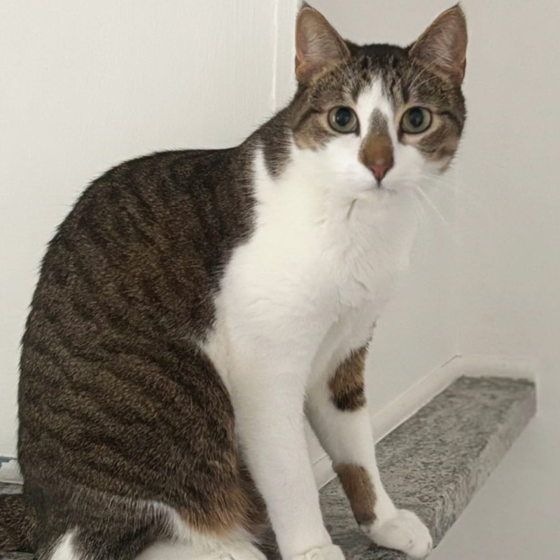 gatti adottati Le Sfigatte