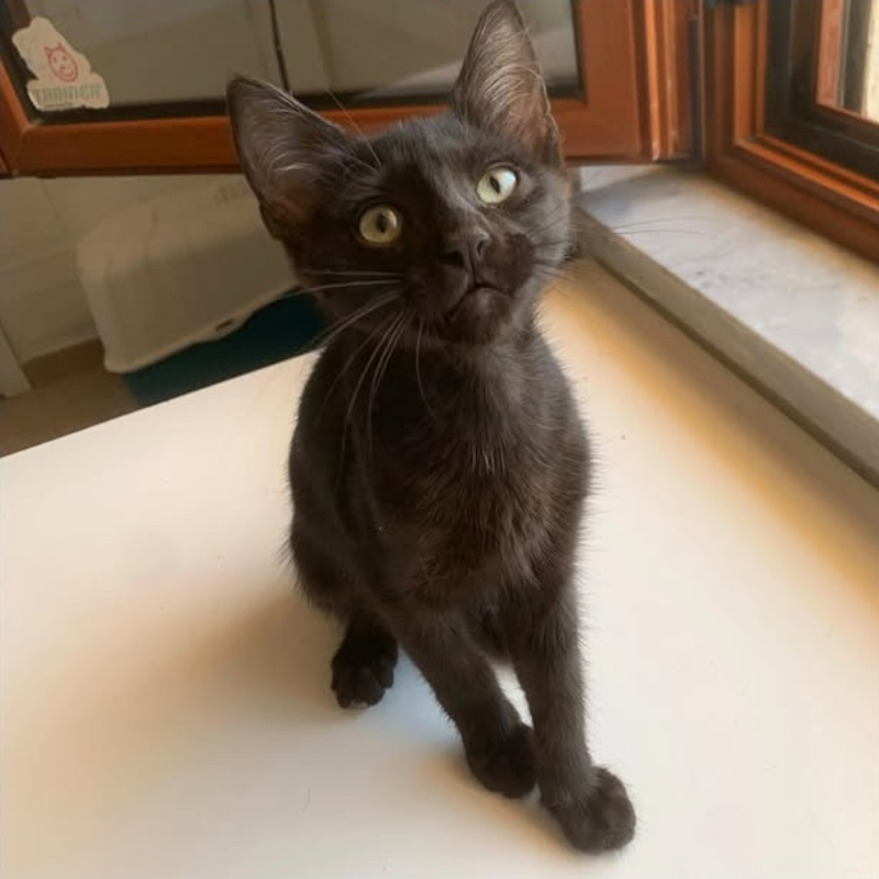 gatti adottati Le Sfigatte