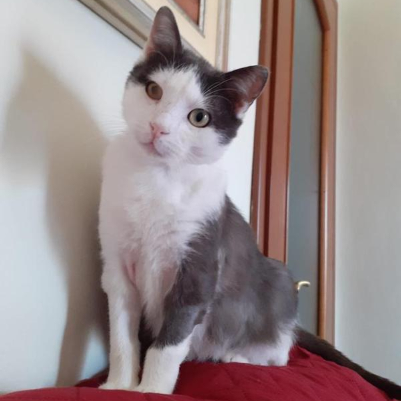 gatti adottati Le Sfigatte