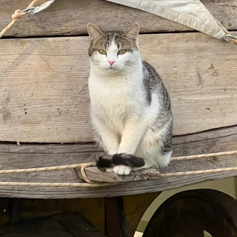 Adotta a distanza Marte | Associazione Le Sfigatte