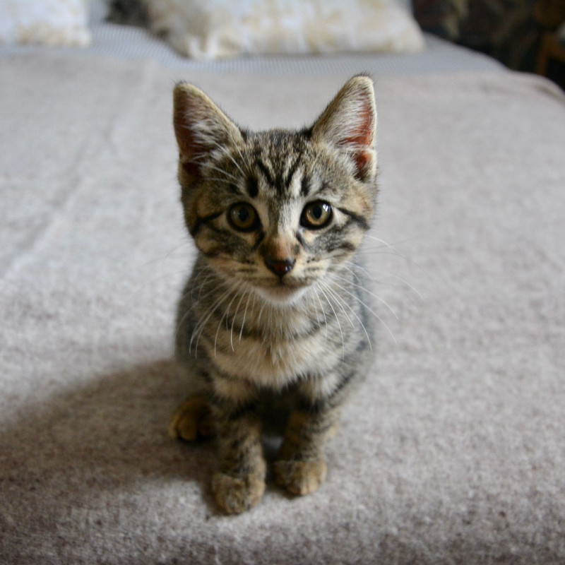 gatti adottati Le Sfigatte