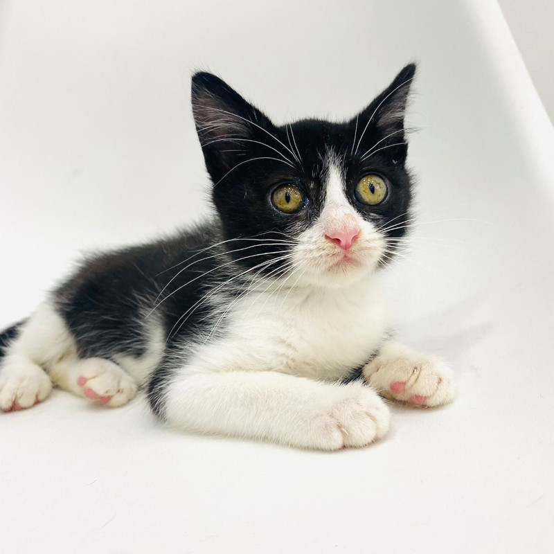 gatti adottati Le Sfigatte