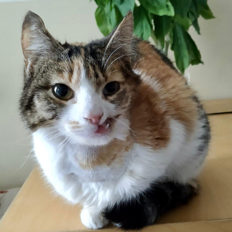 gatti adottati Le Sfigatte