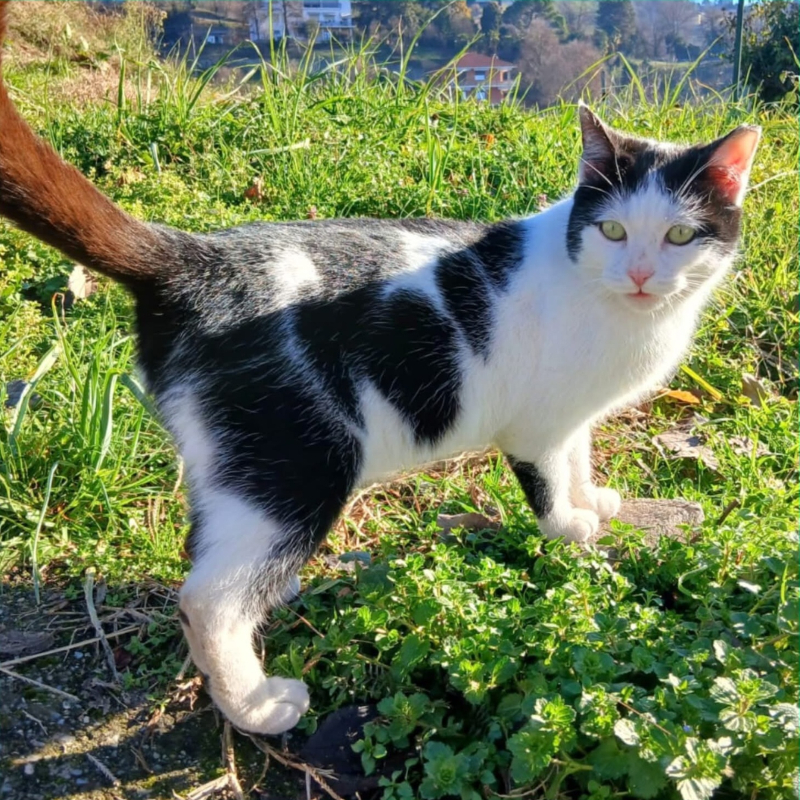 Matcha, una nuova casa, un nuovo inizio | Associazione Le Sfigatte