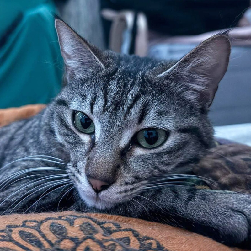 gatti adottati Le Sfigatte