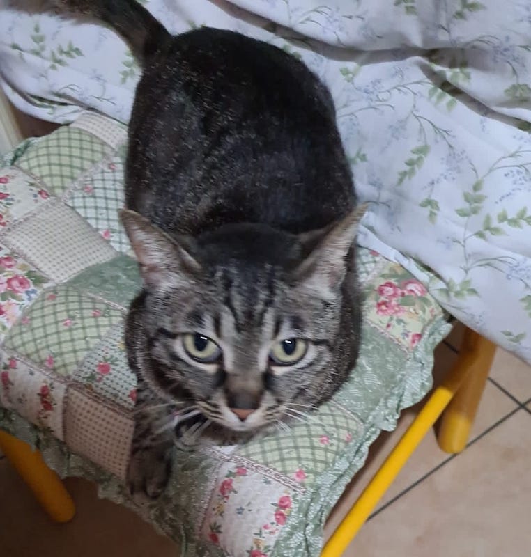 gatti adottati Le Sfigatte