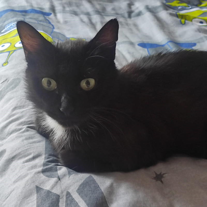 gatti adottati Le Sfigatte