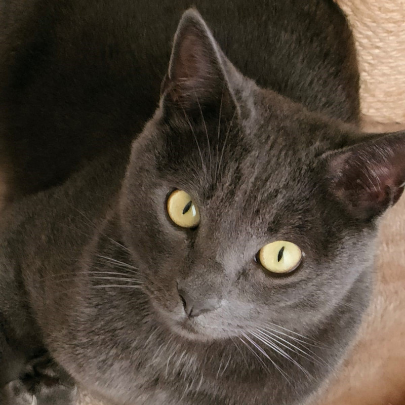 gatti adottati Le Sfigatte