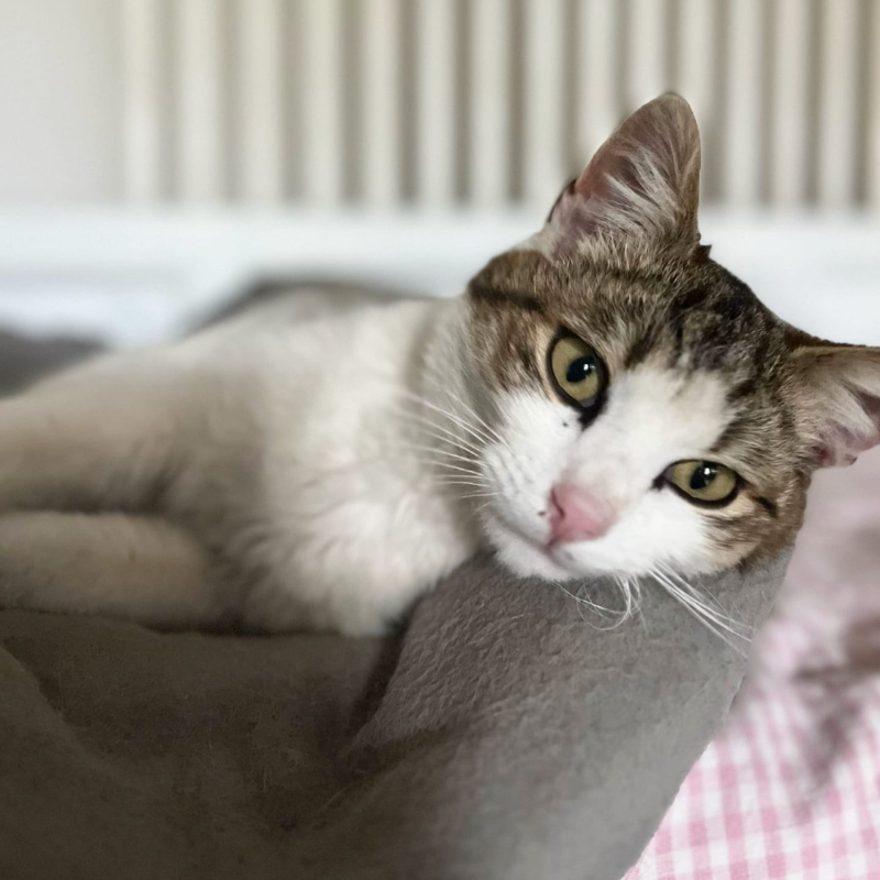 gatti da adottare Le Sfigatte