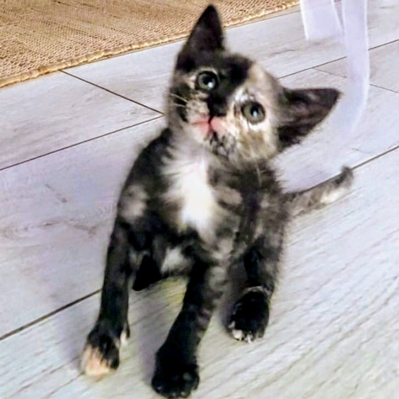 gatti adottati Le Sfigatte