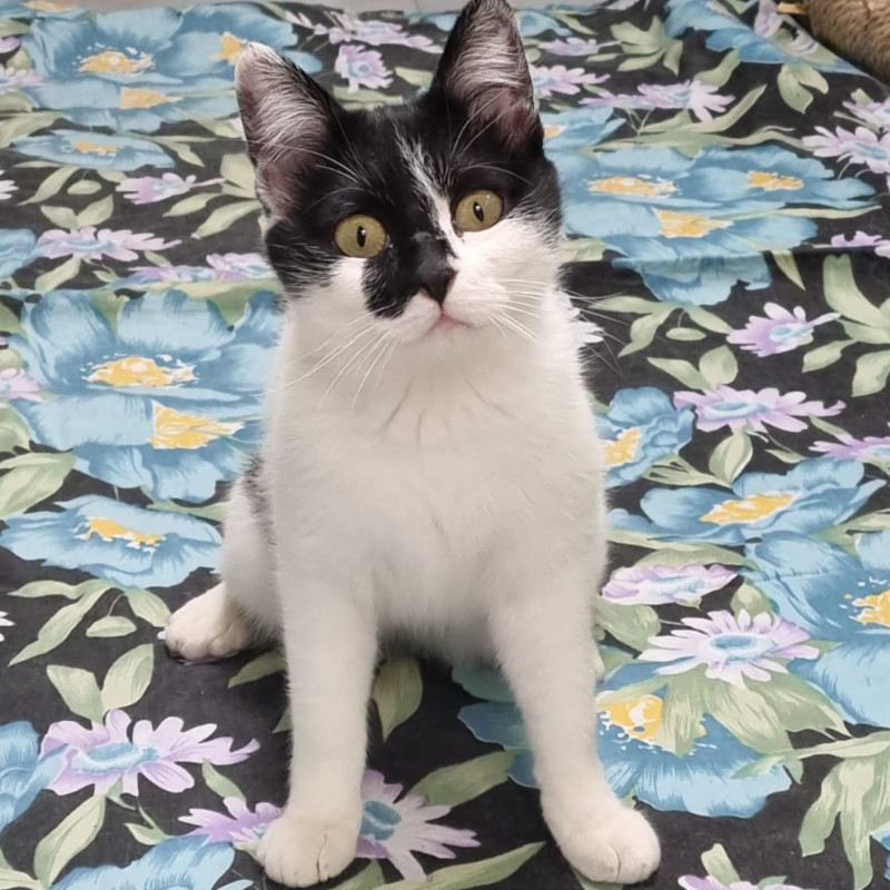 gatti adottati Le Sfigatte