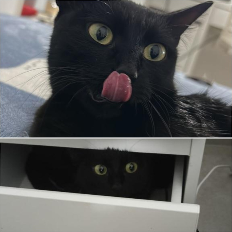 gatti adottati Le Sfigatte