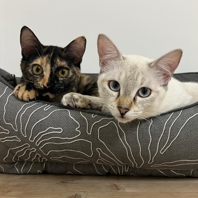 gatti adottati Le Sfigatte